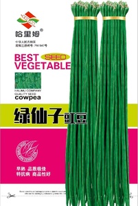 绿仙子豇豆